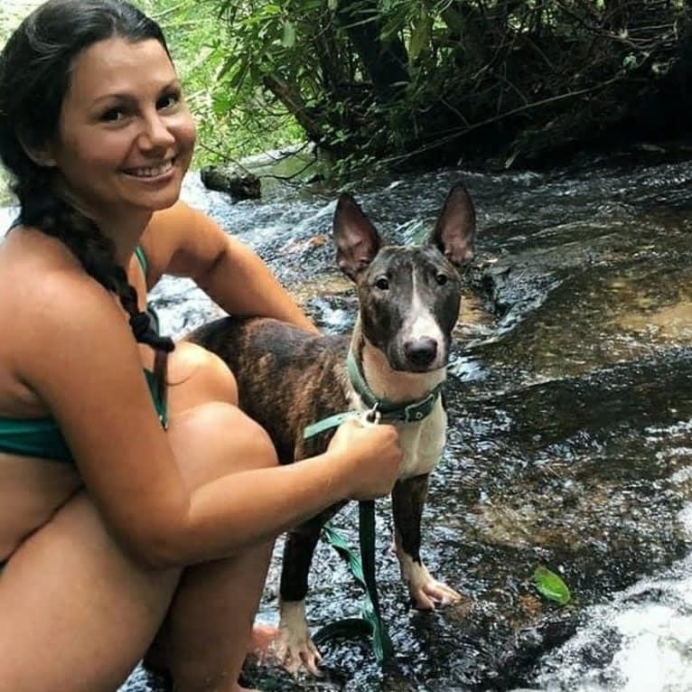 Dippy, a Bull Terrier tested with EmbarkVet.com