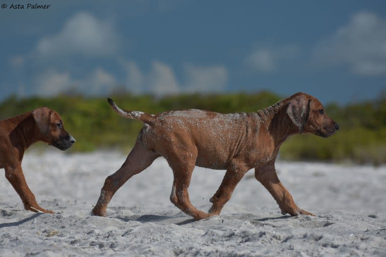 Nuke - HP58054002, a Rhodesian Ridgeback tested with EmbarkVet.com