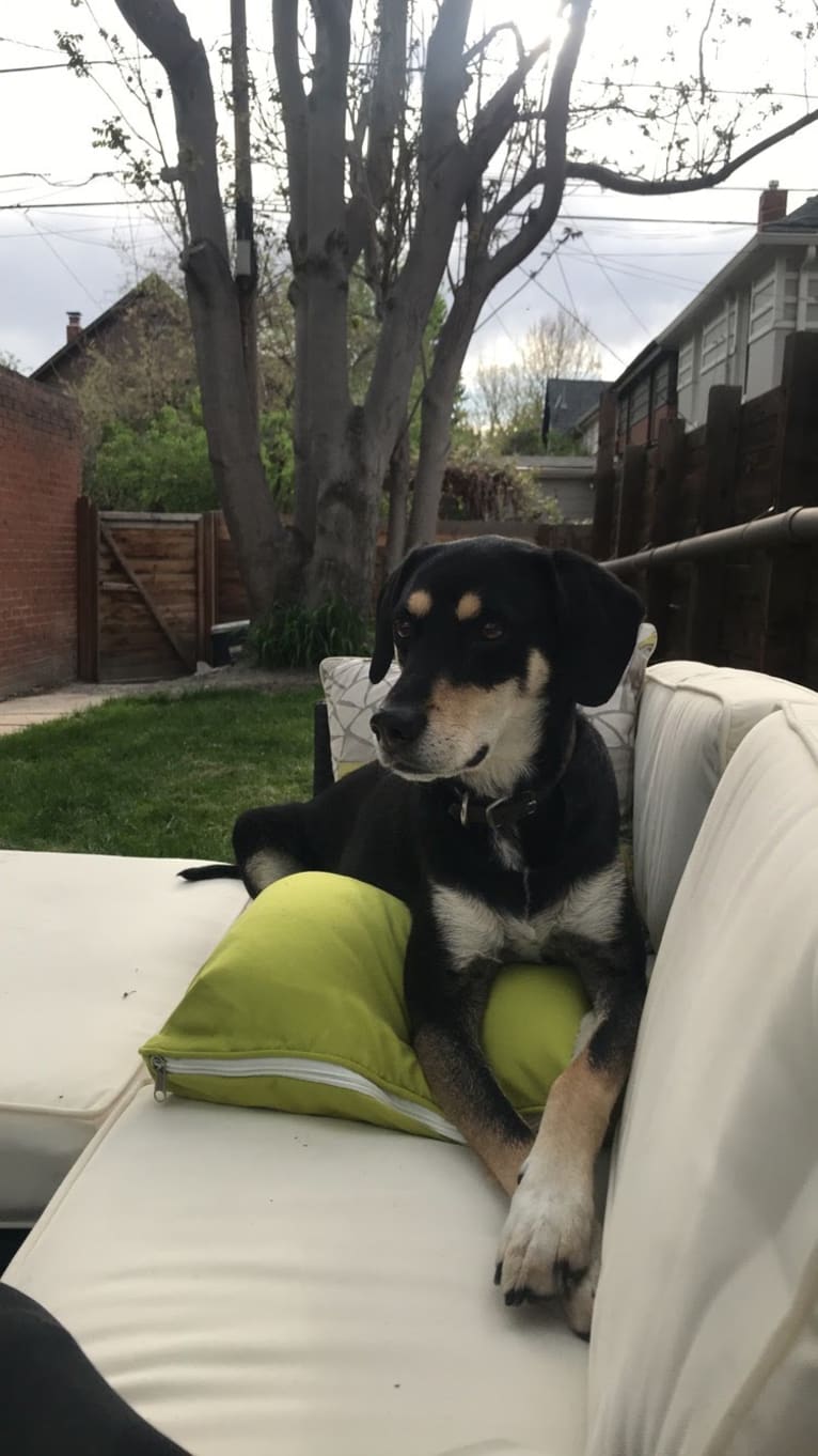 Jax, a Beagle and Golden Retriever mix tested with EmbarkVet.com