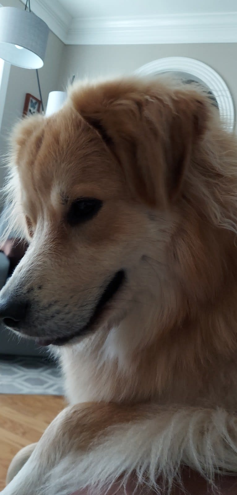 Zephyr, a Great Pyrenees and Australian Shepherd mix tested with EmbarkVet.com