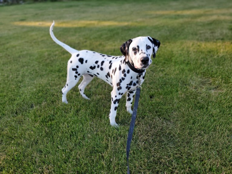 Wrangler, a Dalmatian tested with EmbarkVet.com