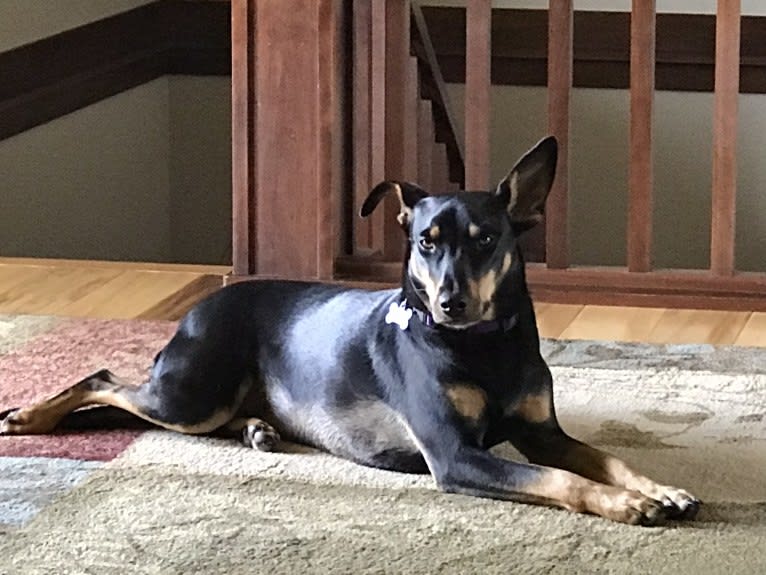 Emma, an Australian Cattle Dog and American Pit Bull Terrier mix tested with EmbarkVet.com