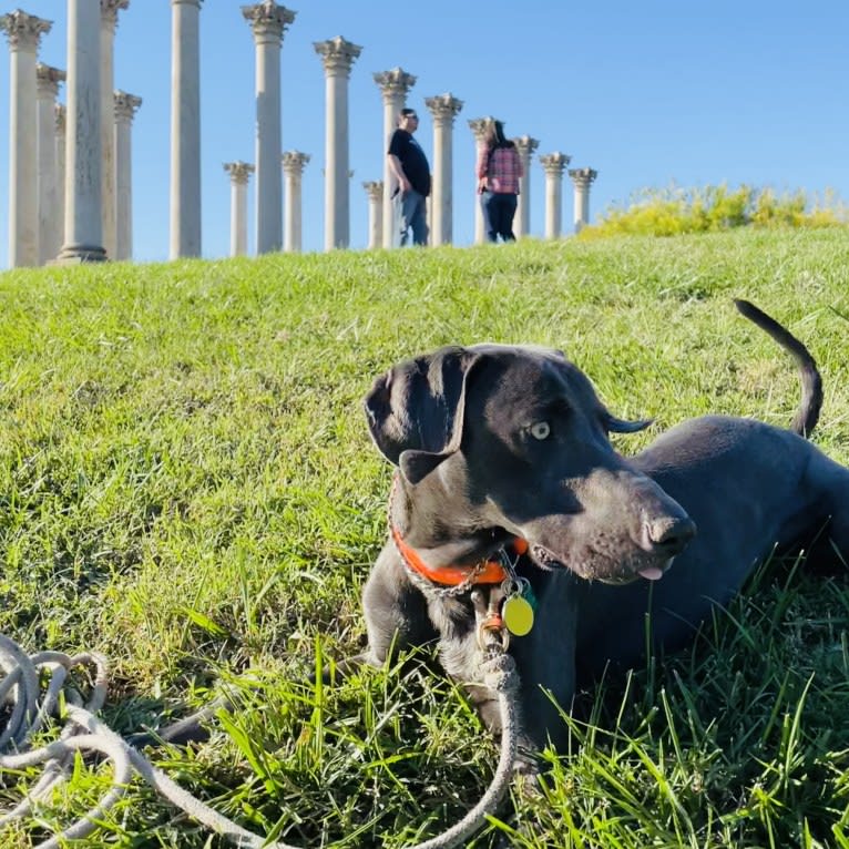 Remy, a Weimaraner tested with EmbarkVet.com