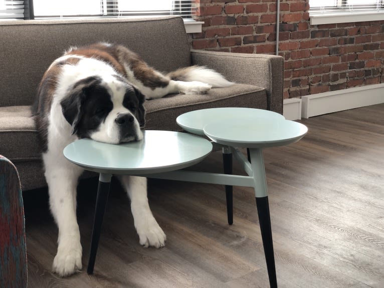 Sully, a Saint Bernard tested with EmbarkVet.com