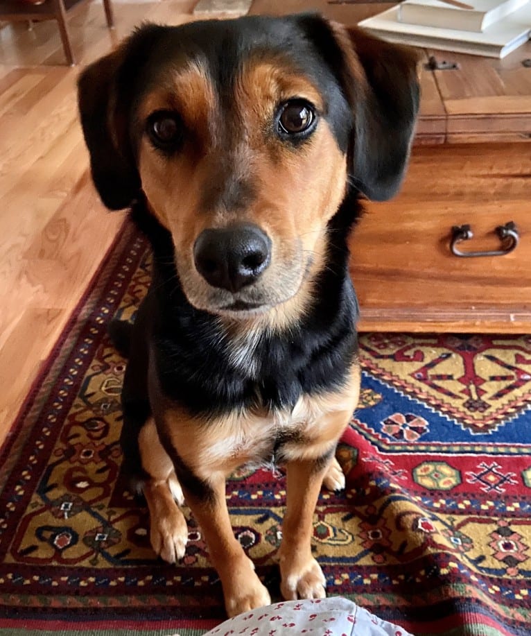 Millie, an Australian Cattle Dog and Chow Chow mix tested with EmbarkVet.com