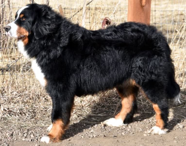 Siri, a Bernese Mountain Dog tested with EmbarkVet.com