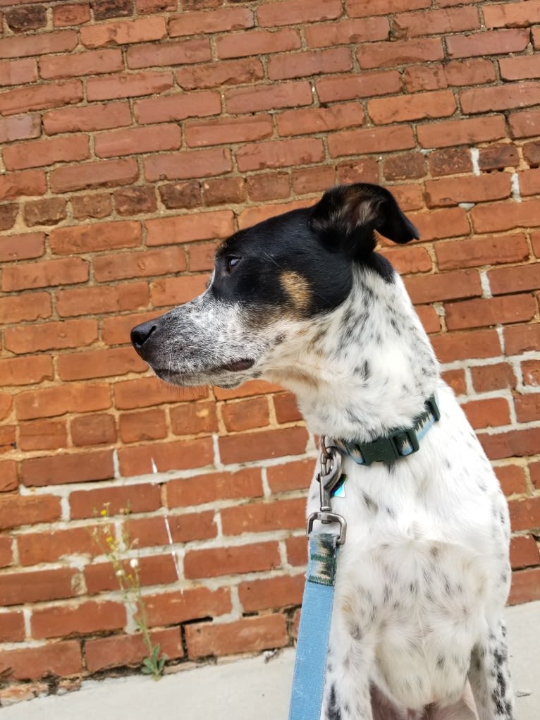 Bear, an American Village Dog tested with EmbarkVet.com