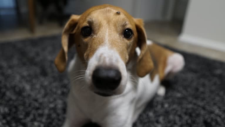 Ike Daniel, an American Foxhound tested with EmbarkVet.com