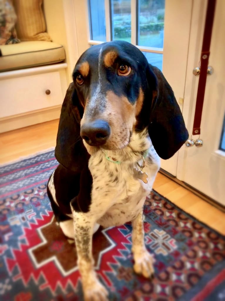 June, an American English Coonhound tested with EmbarkVet.com