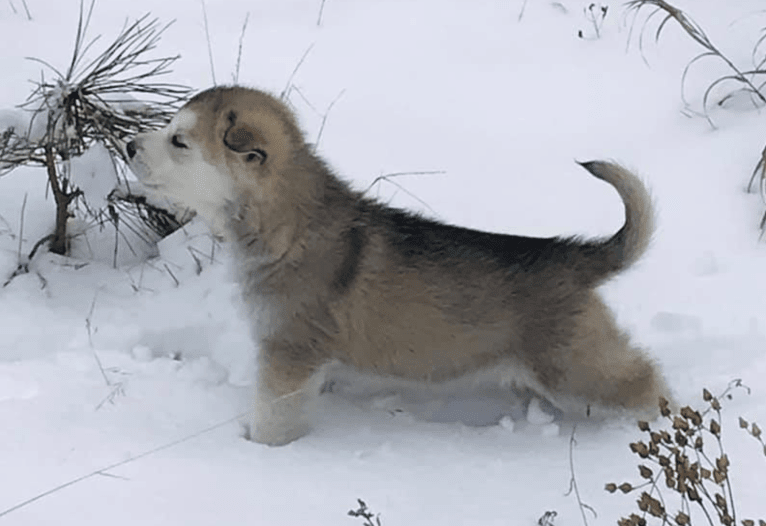 Dreamer, an Alaskan Malamute and German Shepherd Dog mix tested with EmbarkVet.com