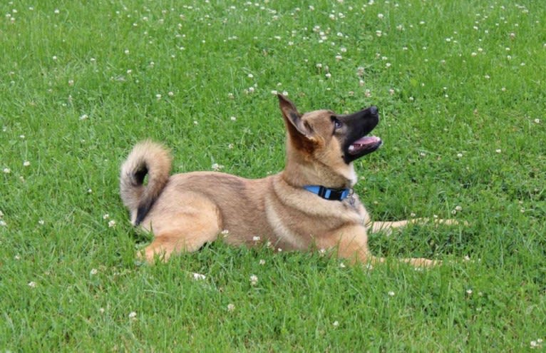 Percy, a Norwegian Elkhound and Australian Cattle Dog mix tested with EmbarkVet.com