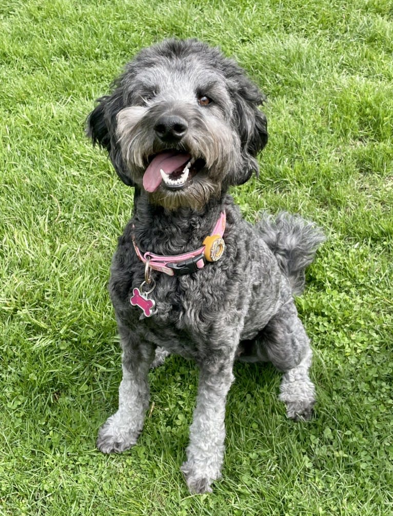 Millie, a Poodle (Standard) and Australian Shepherd mix tested with EmbarkVet.com