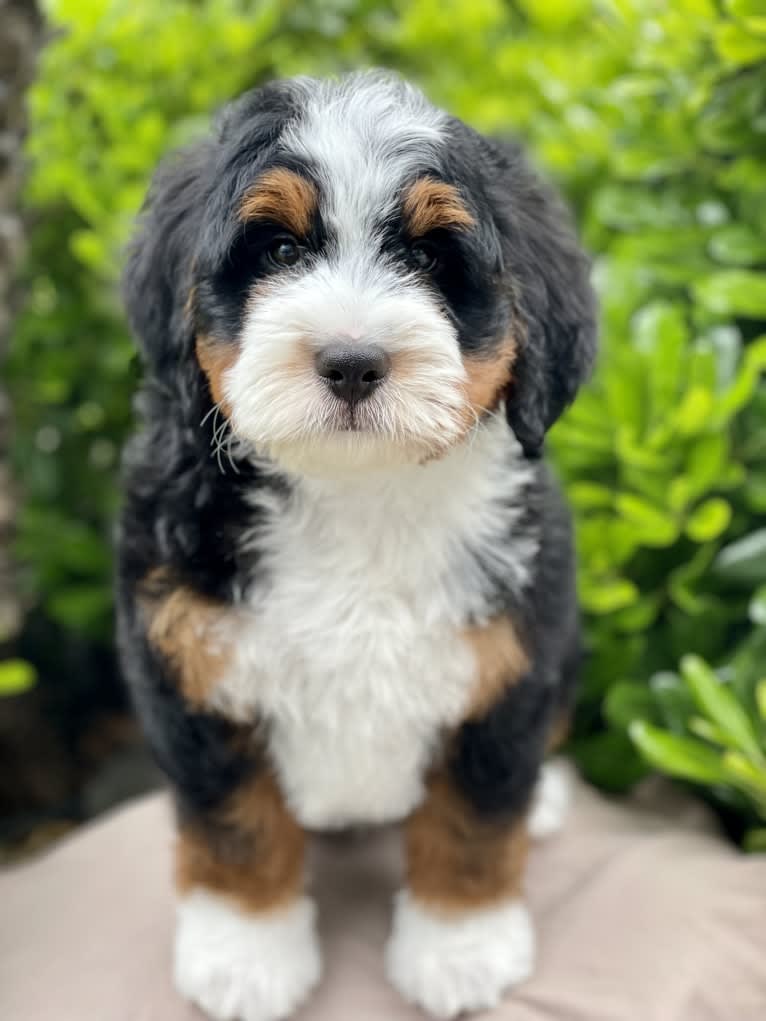 Murphy, a Bernedoodle tested with EmbarkVet.com