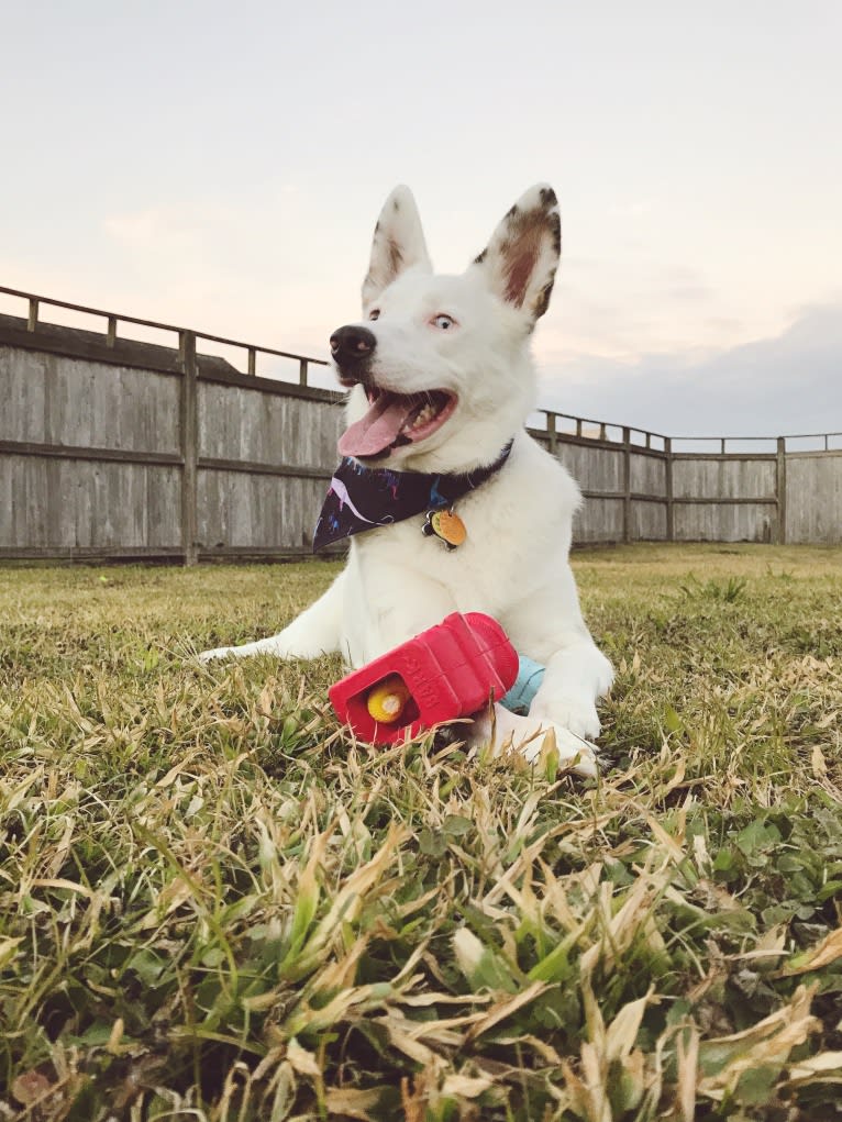 Finn, an Australian Cattle Dog and Australian Shepherd mix tested with EmbarkVet.com