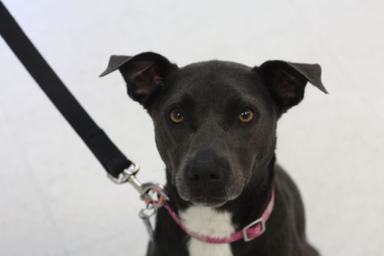 Stella Crosby, a Staffordshire Terrier and Russell-type Terrier mix tested with EmbarkVet.com