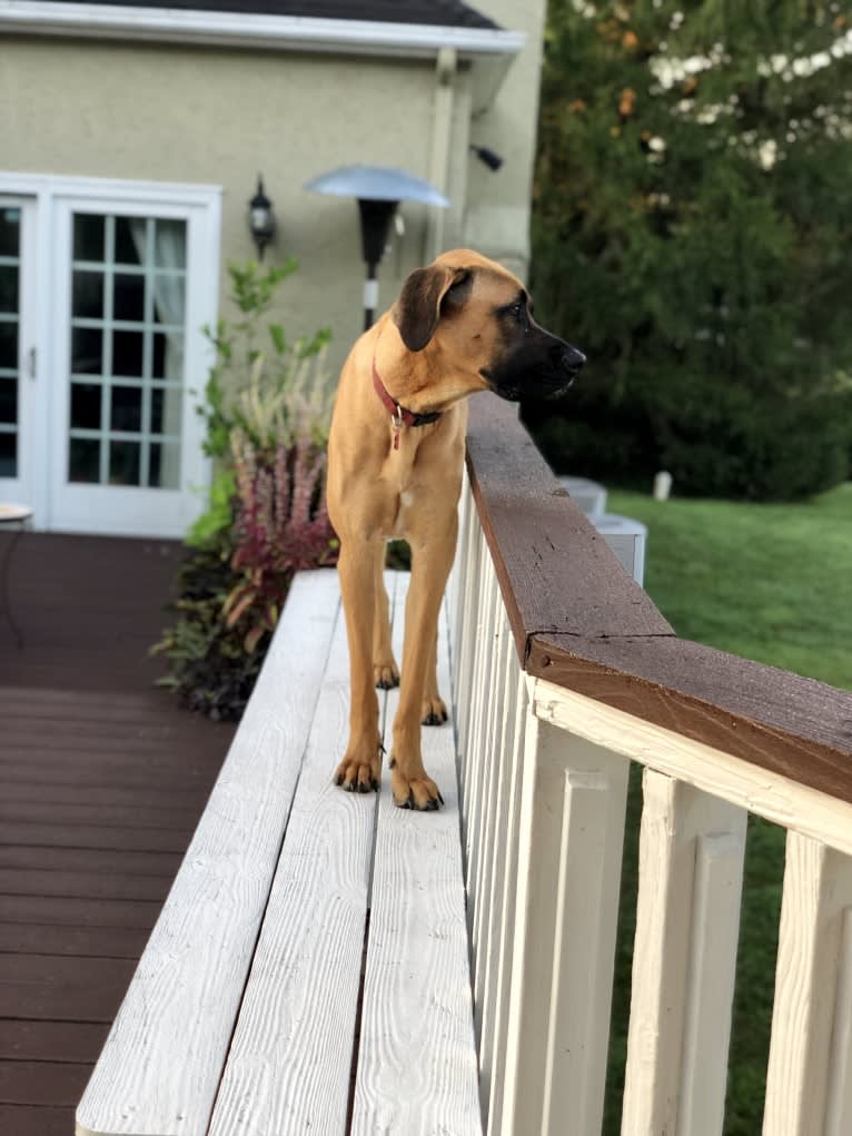 Whiskey, an Irish Wolfhound and Cane Corso mix tested with EmbarkVet.com