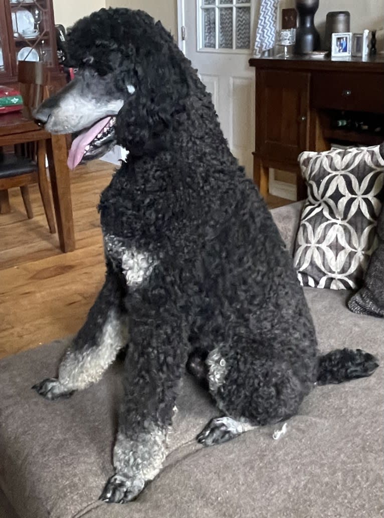 Finnley, a Poodle (Standard) tested with EmbarkVet.com