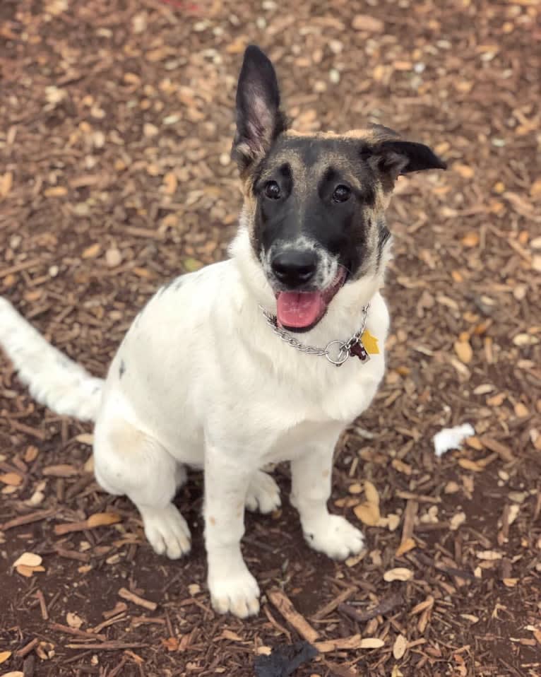 Eris, a German Shepherd Dog and Chow Chow mix tested with EmbarkVet.com