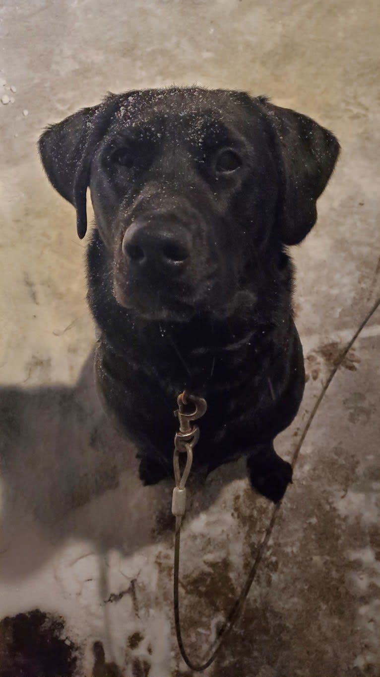 Chowder, a Siberian Husky and Labrador Retriever mix tested with EmbarkVet.com