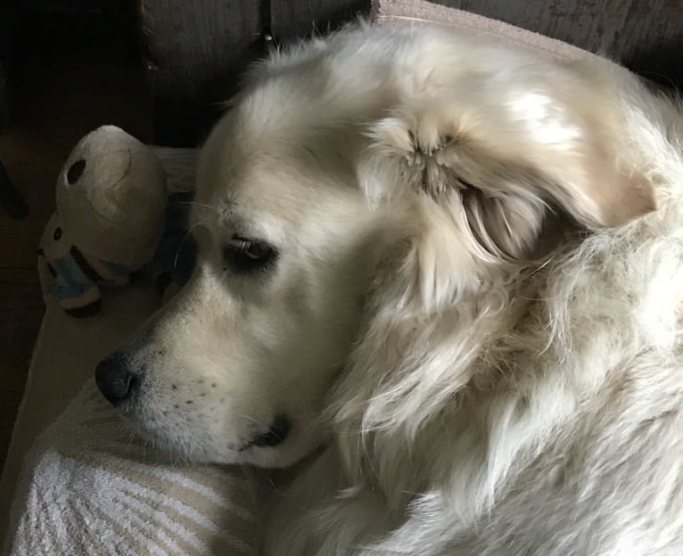 Virgil, a Great Pyrenees and Golden Retriever mix tested with EmbarkVet.com