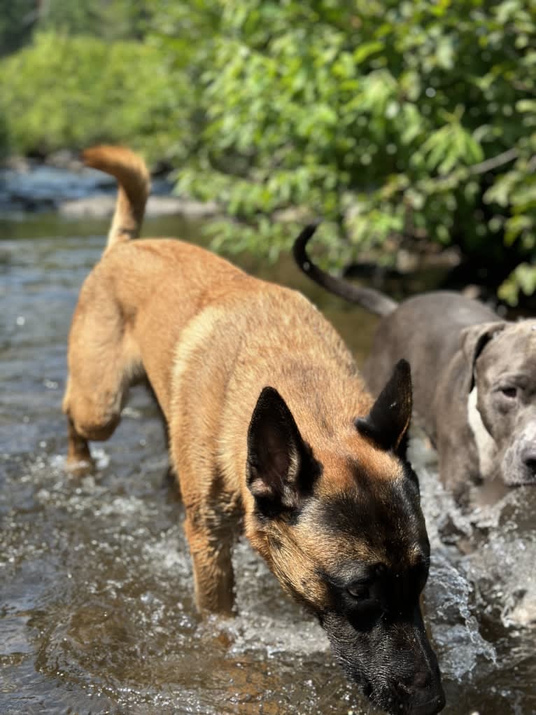 Nubi, a Belgian Malinois and German Shepherd Dog mix tested with EmbarkVet.com