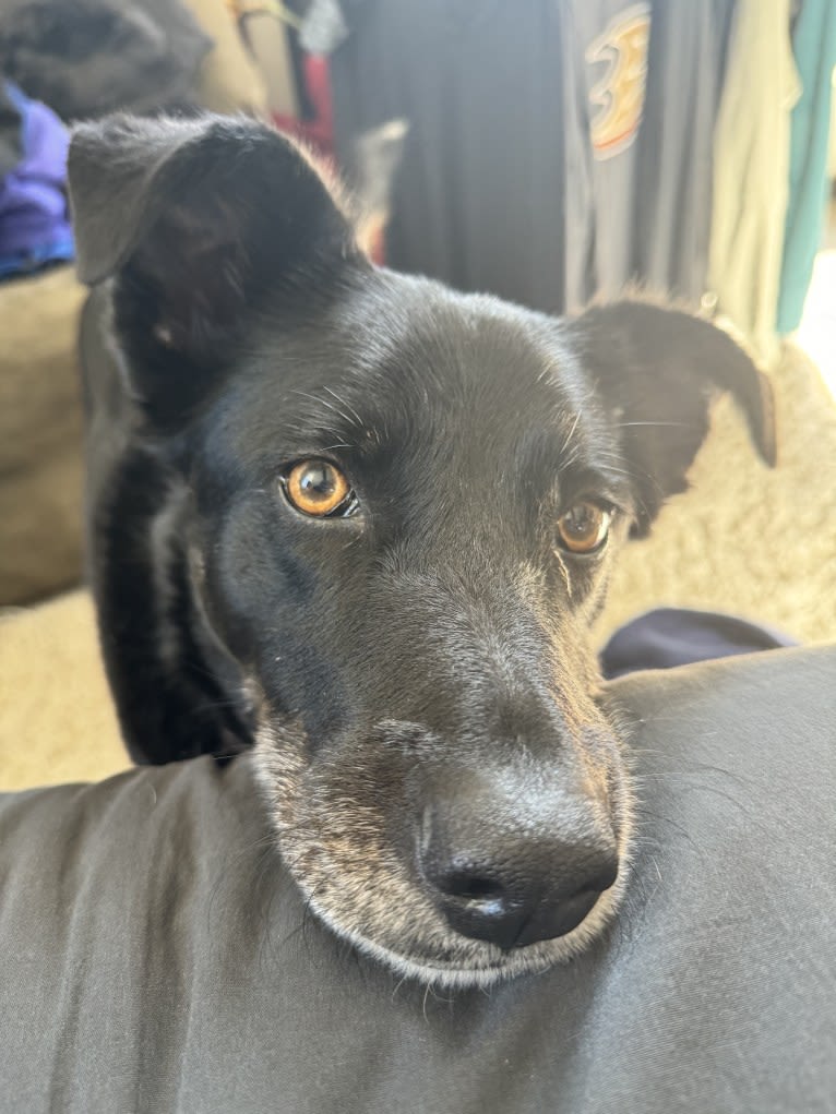 Zeeki, a Border Collie and Chinese Shar-Pei mix tested with EmbarkVet.com