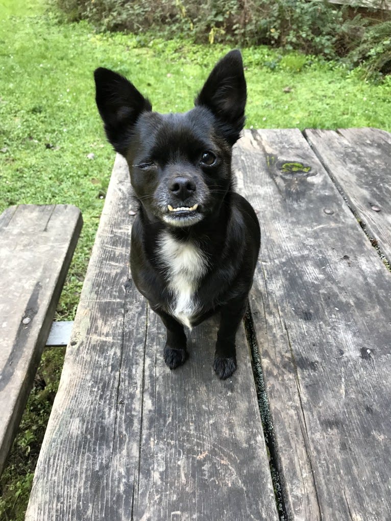 Jim, a Chihuahua and Rat Terrier mix tested with EmbarkVet.com