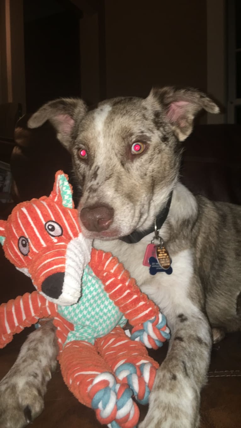 Cooper, an Australian Shepherd and Australian Cattle Dog mix tested with EmbarkVet.com