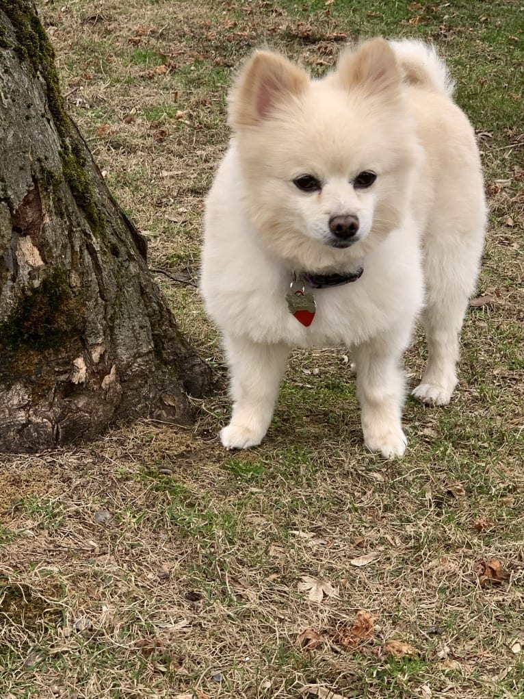 Rockwell, a Pomeranian and Australian Shepherd mix tested with EmbarkVet.com