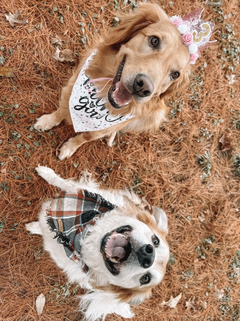 Marley, a Golden Retriever tested with EmbarkVet.com