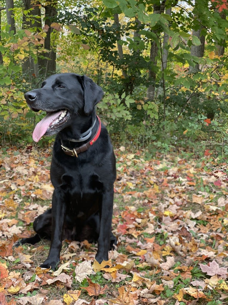 Rebel, a Labrador Retriever tested with EmbarkVet.com