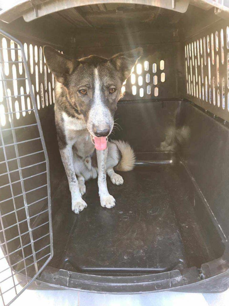 Zara, an Arabian Village Dog tested with EmbarkVet.com