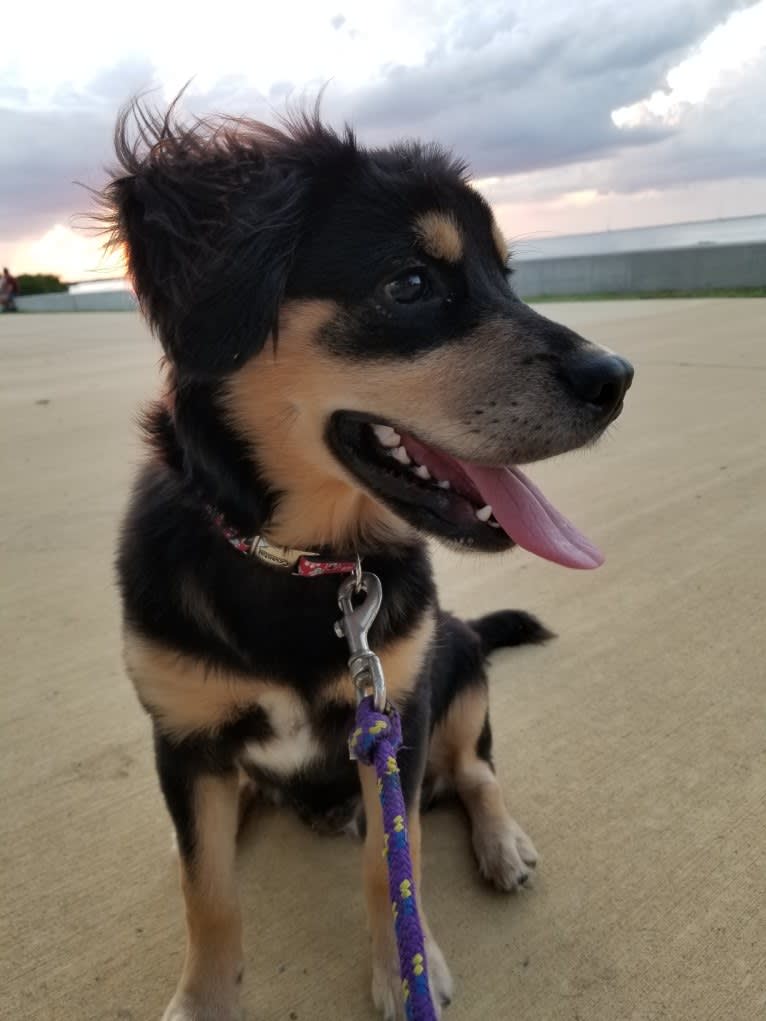 Sammy, a Chow Chow and Cocker Spaniel mix tested with EmbarkVet.com