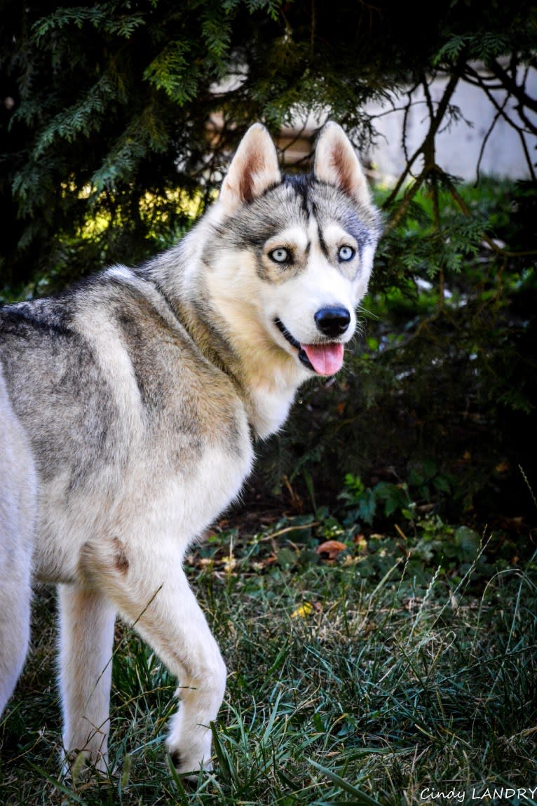 NOVA, a Siberian Husky tested with EmbarkVet.com