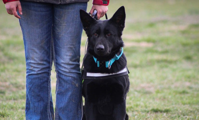Jetta, a German Shepherd Dog tested with EmbarkVet.com