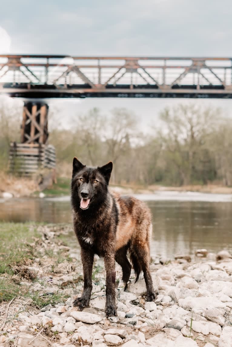 Rogue a dog tested with EmbarkVet.com