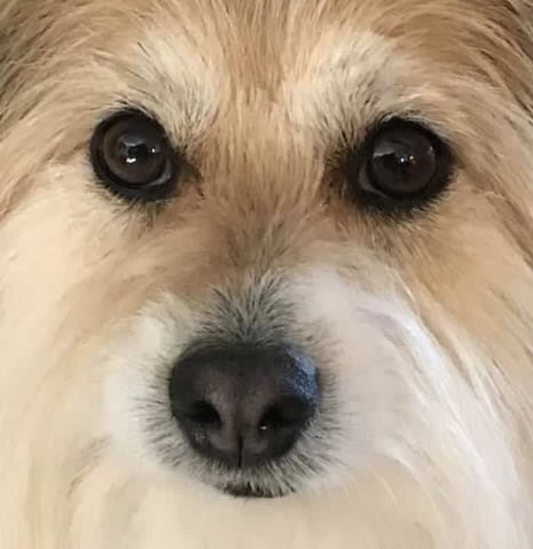 Winham’s Cowboy Cody of Cowgirl Cotons, a Coton de Tulear tested with EmbarkVet.com