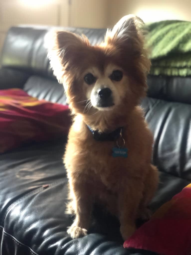 Hank, a Pomeranian and Chihuahua mix tested with EmbarkVet.com