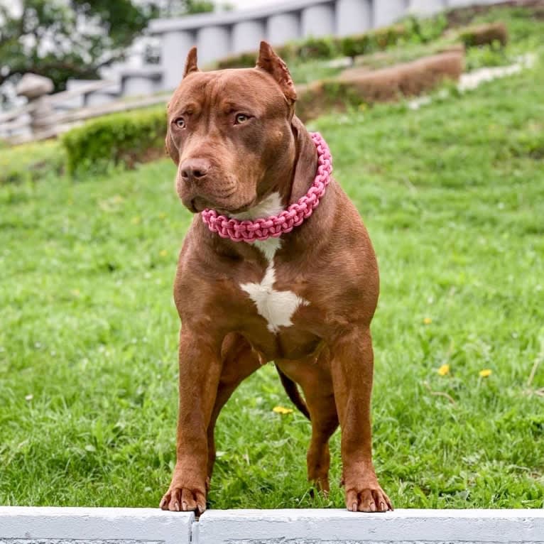 BSB/IBB’s Fendi Rome, an American Bully tested with EmbarkVet.com