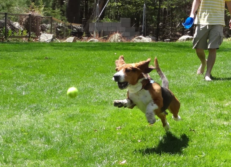 Teddy, a Basset Hound tested with EmbarkVet.com