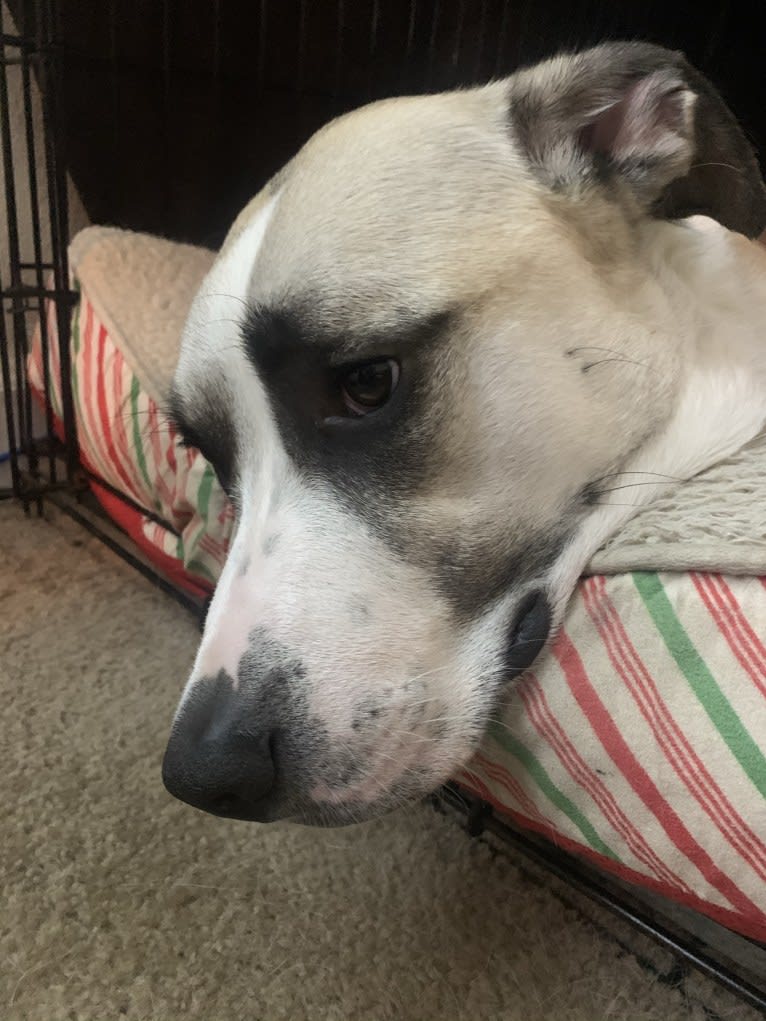 Cato, a Great Pyrenees and American Pit Bull Terrier mix tested with EmbarkVet.com