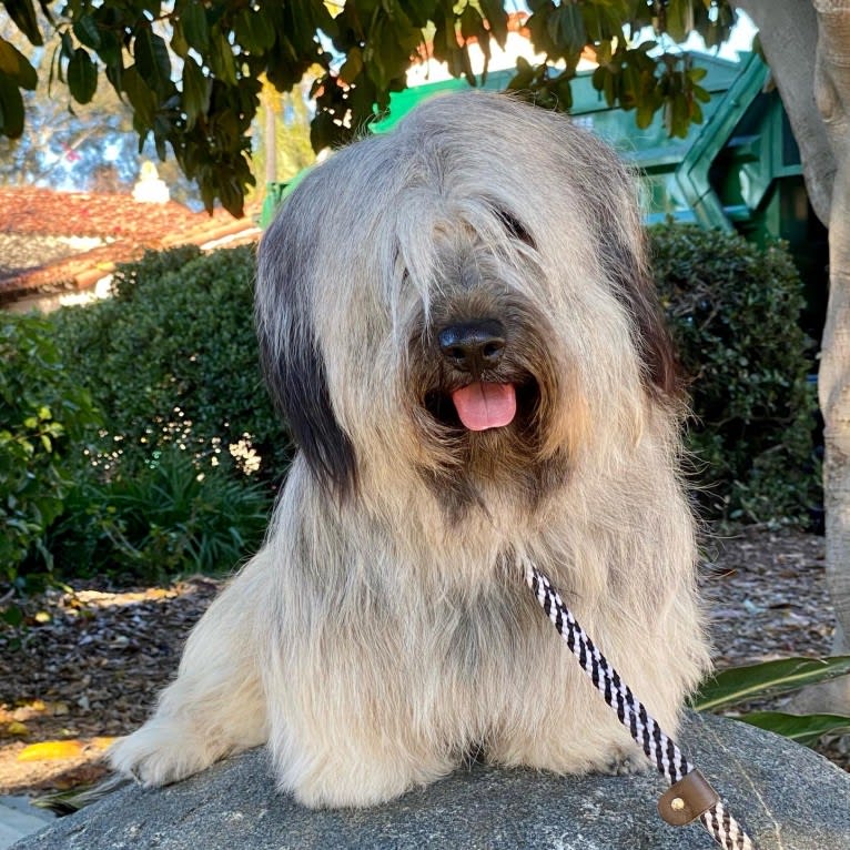 Teijo, a Skye Terrier tested with EmbarkVet.com