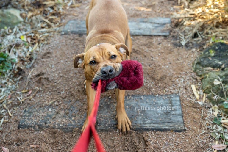 Ginger Ninja, a Staffordshire Bull Terrier and Boxer mix tested with EmbarkVet.com