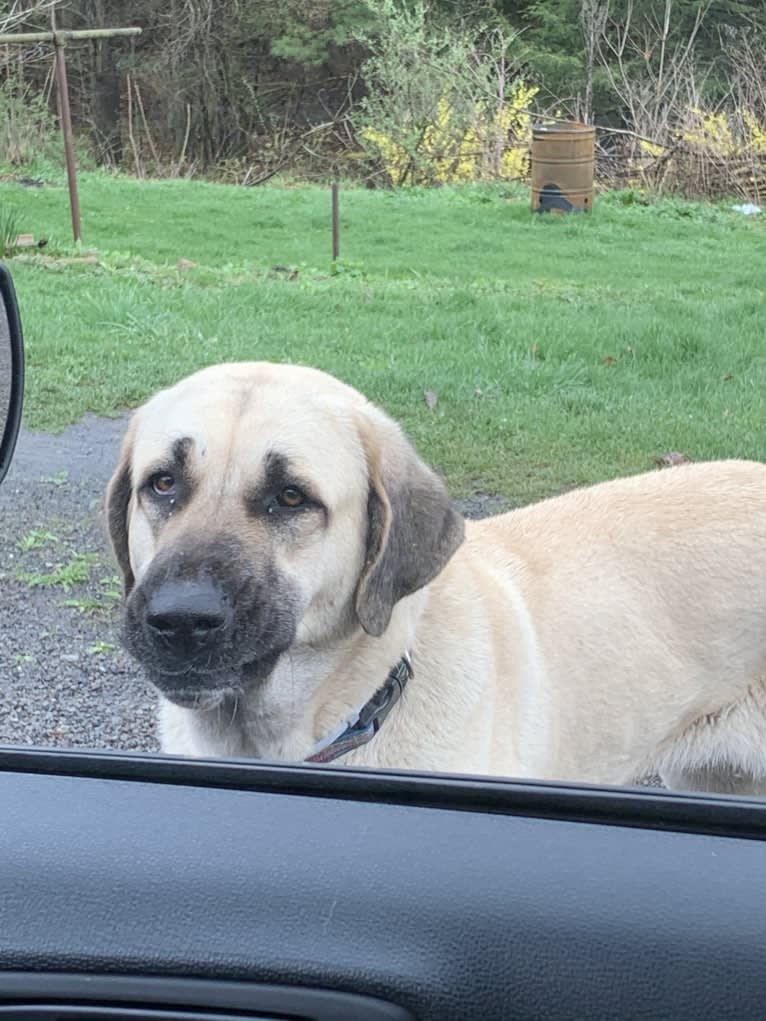 Wolf House Maysa, an Anatolian Shepherd Dog tested with EmbarkVet.com