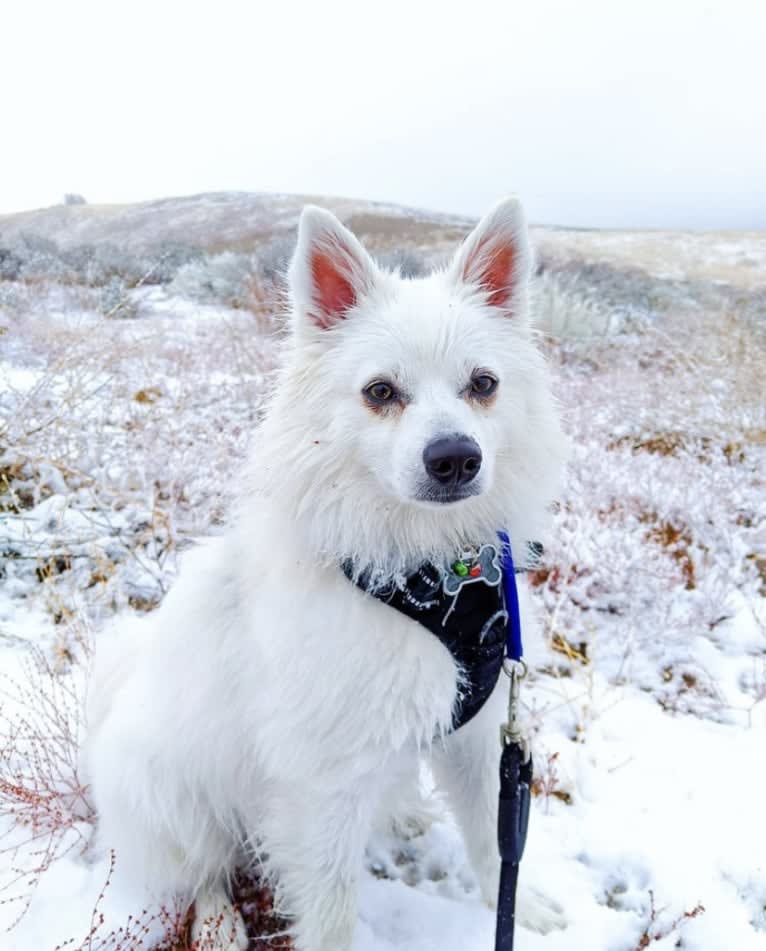 Quill, an American Eskimo Dog tested with EmbarkVet.com