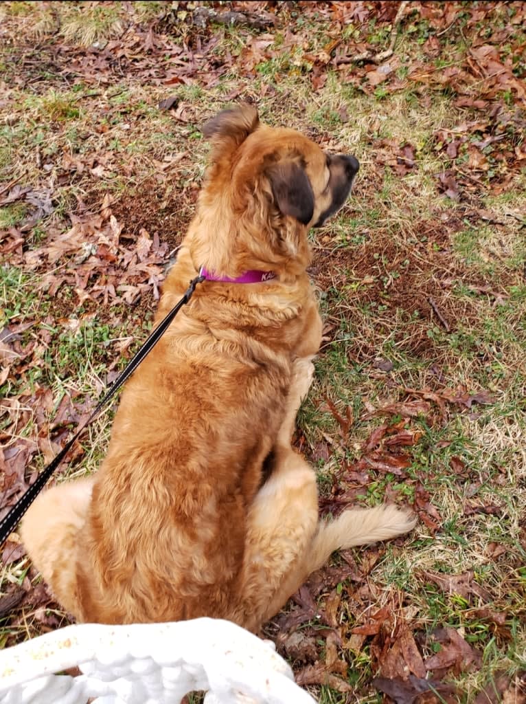 Kaline Migliorelli, an American Pit Bull Terrier and Labrador Retriever mix tested with EmbarkVet.com