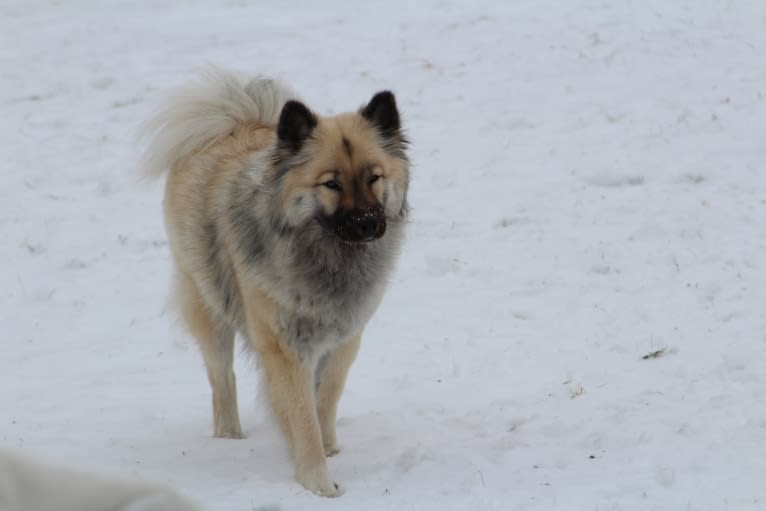 Yara, an Eurasier tested with EmbarkVet.com