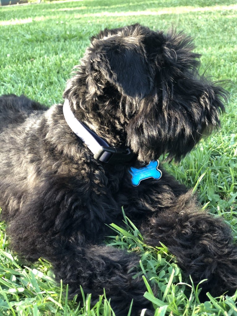 COLE, a Miniature Schnauzer tested with EmbarkVet.com