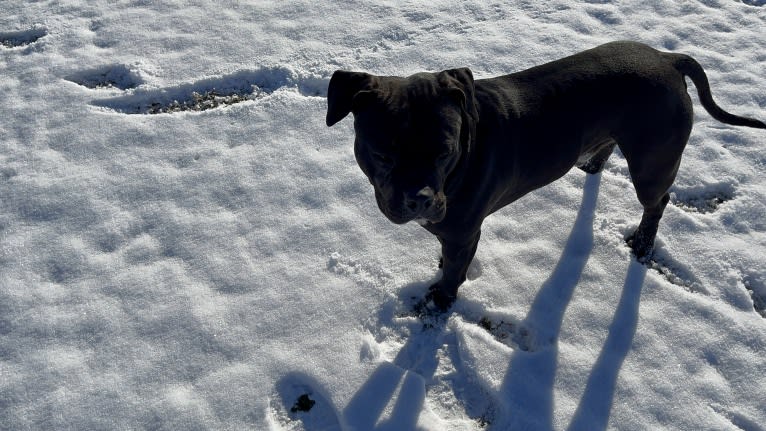 KOBA, an American Bully tested with EmbarkVet.com