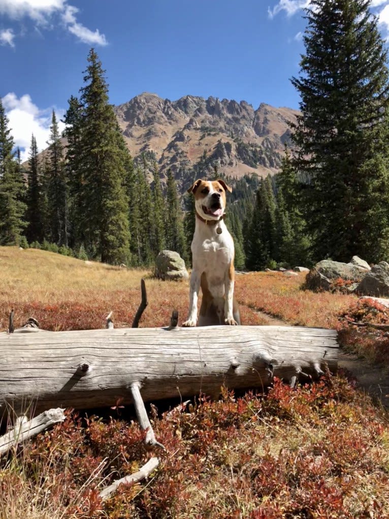 Gimli, an American Pit Bull Terrier and German Shepherd Dog mix tested with EmbarkVet.com